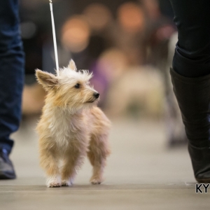 Eindhoven_2016_KYNOWEB_January 22, 2016_294308