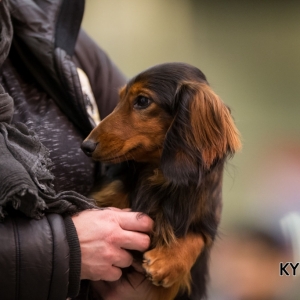 Eindhoven_2016_KYNOWEB_January 23, 2016_295886