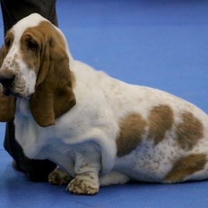 basseta
