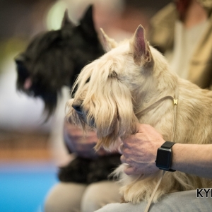 EINDHOVEN_2018_Kynoweb_Ron Baltus_20180210_KYNOWEB_Ron_Baltus_20180203_120457_2X105002