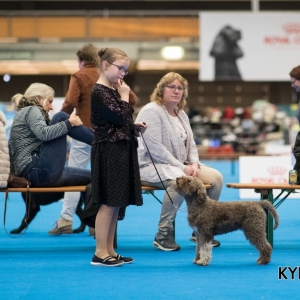 EINDHOVEN_2018_Kynoweb_Ron Baltus_20180210_KYNOWEB_Ron_Baltus_20180203_151829_XX007255