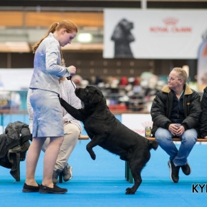EINDHOVEN_2018_Kynoweb_Ron Baltus_20180210_KYNOWEB_Ron_Baltus_20180203_151957_XX007263