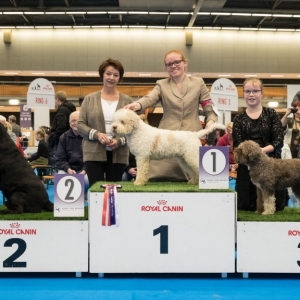 EINDHOVEN_2018_Kynoweb_Ron Baltus_20180210_KYNOWEB_Ron_Baltus_20180203_152331_X2169766