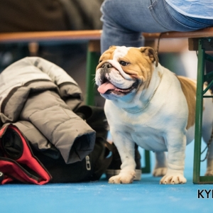 EINDHOVEN_2018_Kynoweb_Ron Baltus_20180212_KYNOWEB_Ron_Baltus_20180204_100610_2X105112