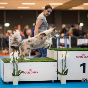 EINDHOVEN_2018_Kynoweb_Ron Baltus_20180212_KYNOWEB_Ron_Baltus_20180204_144748_XX008195