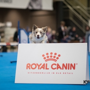 EINDHOVEN_2018_Kynoweb_Ron Baltus_20180212_KYNOWEB_Ron_Baltus_20180204_145739_XX008271