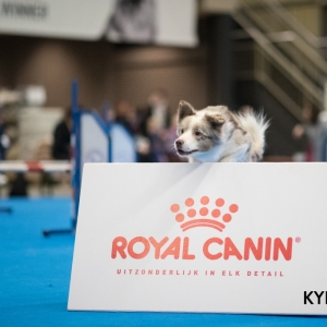 EINDHOVEN_2018_Kynoweb_Ron Baltus_20180212_KYNOWEB_Ron_Baltus_20180204_145822_XX008278