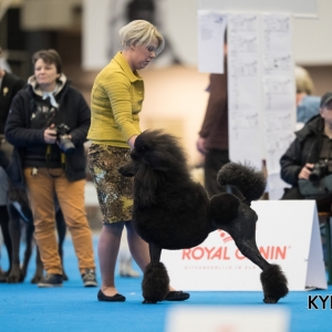 EINDHOVEN_2018_Kynoweb_Ron Baltus_20180212_KYNOWEB_Ron_Baltus_20180204_162204_X2169952