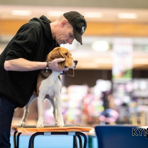 DOGSHOW_EINDHOVEN_2019_KYNOWEB_20190207_09_31_16_KYNOWEB_Ron_Baltus_20190202_082011_X2309644