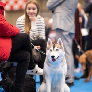 DOGSHOW_EINDHOVEN_2019_KYNOWEB_20190207_09_31_16_KYNOWEB_Ron_Baltus_20190202_094143_X2309695