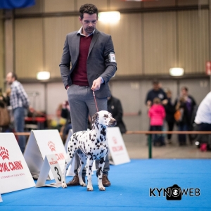 DOGSHOW_EINDHOVEN_2019_KYNOWEB_20190207_09_31_16_KYNOWEB_Ron_Baltus_20190202_094855_X2309727