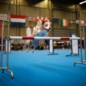 DOGSHOW_EINDHOVEN_2019_KYNOWEB_20190207_09_31_18_KYNOWEB_Ron_Baltus_20190202_135304_XX032701