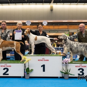 DOGSHOW_EINDHOVEN_2019_KYNOWEB_20190207_09_31_22_KYNOWEB_Ron_Baltus_20190202_153401_XX032915