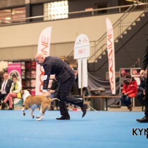DOGSHOW_EINDHOVEN_2019_KYNOWEB_20190207_09_31_22_KYNOWEB_Ron_Baltus_20190202_154855_X2311015