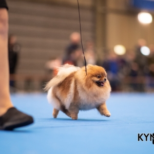 DOGSHOW_EINDHOVEN_2019_KYNOWEB_20190207_09_31_23_KYNOWEB_Ron_Baltus_20190202_155247_X2311144