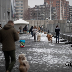 DOGSHOW_EINDHOVEN_2019_KYNOWEB_RON_BALTUS_20190205_12_26_39_KYNOWEB_Ron_Baltus_20190201_090217_XX030411-3