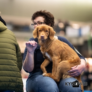 DOGSHOW_EINDHOVEN_2019_KYNOWEB_RON_BALTUS_20190205_12_26_40_KYNOWEB_Ron_Baltus_20190201_100652_XX030617-3
