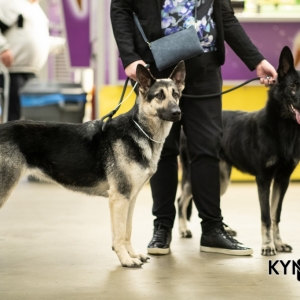 DOGSHOW_EINDHOVEN_2019_KYNOWEB_RON_BALTUS_20190205_12_26_40_KYNOWEB_Ron_Baltus_20190201_100949_XX030622-3