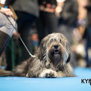 DOGSHOW_EINDHOVEN_2019_KYNOWEB_RON_BALTUS_20190205_12_26_40_KYNOWEB_Ron_Baltus_20190201_101130_XX030628-3