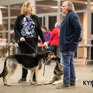 DOGSHOW_EINDHOVEN_2019_KYNOWEB_RON_BALTUS_20190205_12_26_41_KYNOWEB_Ron_Baltus_20190201_101822_XX030685-3