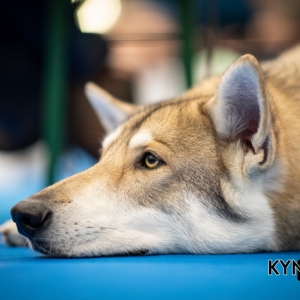 DOGSHOW_EINDHOVEN_2019_KYNOWEB_RON_BALTUS_20190205_12_26_41_KYNOWEB_Ron_Baltus_20190201_102445_XX030710-3
