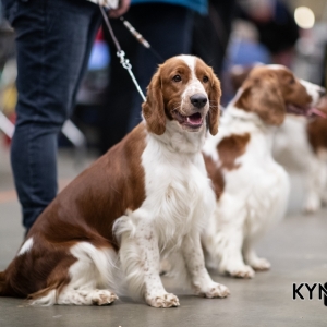 DOGSHOW_EINDHOVEN_2019_KYNOWEB_RON_BALTUS_20190205_12_26_41_KYNOWEB_Ron_Baltus_20190201_114320_XX030751-3