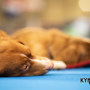 DOGSHOW_EINDHOVEN_2019_KYNOWEB_RON_BALTUS_20190205_12_26_42_KYNOWEB_Ron_Baltus_20190201_134024_XX030998-3