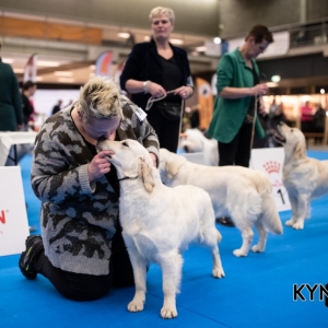 DOGSHOW_EINDHOVEN_2019_KYNOWEB_RON_BALTUS_20190205_12_26_43_KYNOWEB_Ron_Baltus_20190201_134759_X2309413-3