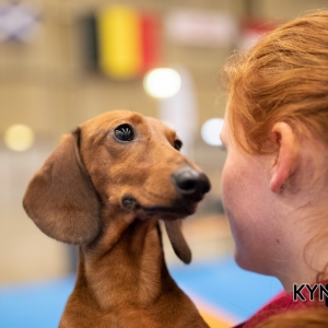 DOGSHOW_EINDHOVEN_2019_KYNOWEB_RON_BALTUS_20190205_12_26_43_KYNOWEB_Ron_Baltus_20190201_134915_X2309424-3