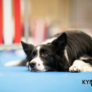 DOGSHOW_EINDHOVEN_2019_KYNOWEB_RON_BALTUS_20190205_12_26_43_KYNOWEB_Ron_Baltus_20190201_144323_XX031026-3
