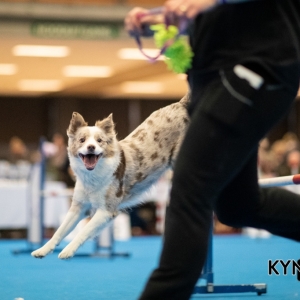 DOGSHOW_EINDHOVEN_2019_KYNOWEB_RON_BALTUS_20190205_12_26_43_KYNOWEB_Ron_Baltus_20190201_145652_XX031082-3