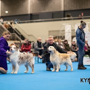 DOGSHOW_EINDHOVEN_2019_KYNOWEB_RON_BALTUS_20190205_12_26_45_KYNOWEB_Ron_Baltus_20190201_154344_XX031432-3
