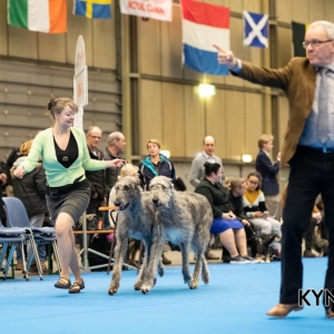 DOGSHOW_EINDHOVEN_2019_KYNOWEB_RON_BALTUS_20190205_12_26_45_KYNOWEB_Ron_Baltus_20190201_154838_XX031453-3