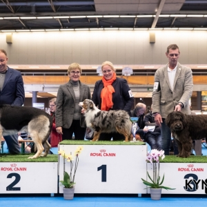 DOGSHOW_EINDHOVEN_2019_KYNOWEB_RON_BALTUS_20190205_12_26_46_KYNOWEB_Ron_Baltus_20190201_155617_X2309491-3