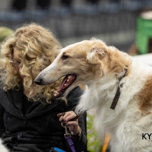 *** Dog Show Eindhoven, 8-9 februari 2020 Venray ***