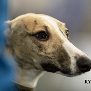 *** Dog Show Eindhoven, 8-9 februari 2020 Venray ***