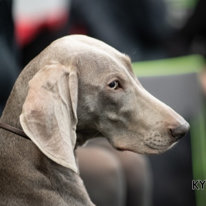 *** Dog Show Eindhoven, 8-9 februari 2020 Venray ***