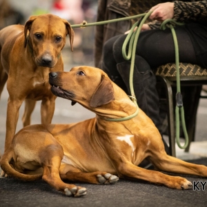 *** Dog Show Eindhoven, 8-9 februari 2020 Venray ***