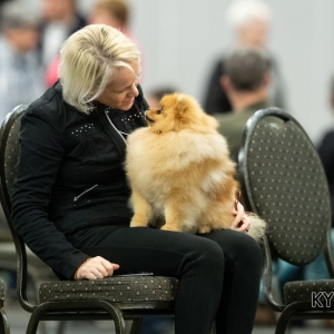 *** Dog Show Eindhoven, 8-9 februari 2020 Venray ***