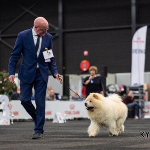 *** Dog Show Eindhoven, 8-9 februari 2020 Venray ***