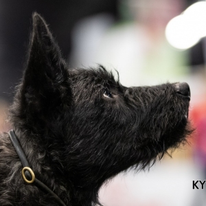 *** Dog Show Eindhoven, 8-9 februari 2020 Venray ***