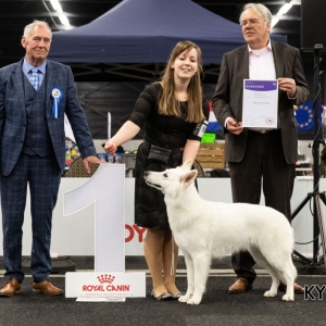*** Dog Show Eindhoven, 8-9 februari 2020 Venray ***