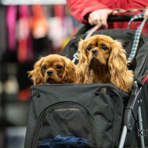 *** Dog Show Eindhoven, 8-9 februari 2020 Venray ***