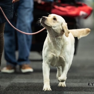 *** Dog Show Eindhoven, 8-9 februari 2020 Venray ***