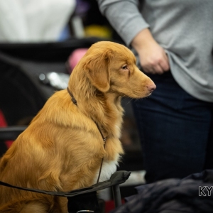 *** Dog Show Eindhoven, 8-9 februari 2020 Venray   ***