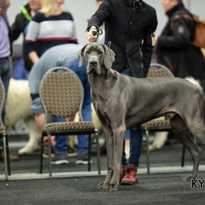 *** Dog Show Eindhoven, 8-9 februari 2020 Venray   ***