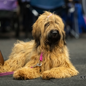 *** Dog Show Eindhoven, 8-9 februari 2020 Venray   ***