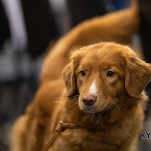 *** Dog Show Eindhoven, 8-9 februari 2020 Venray   ***