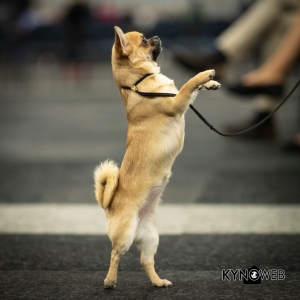 *** Dog Show Eindhoven, 8-9 februari 2020 Venray   ***