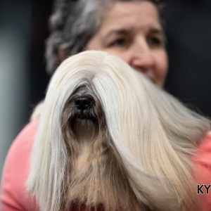 *** Dog Show Eindhoven, 8-9 februari 2020 Venray   ***